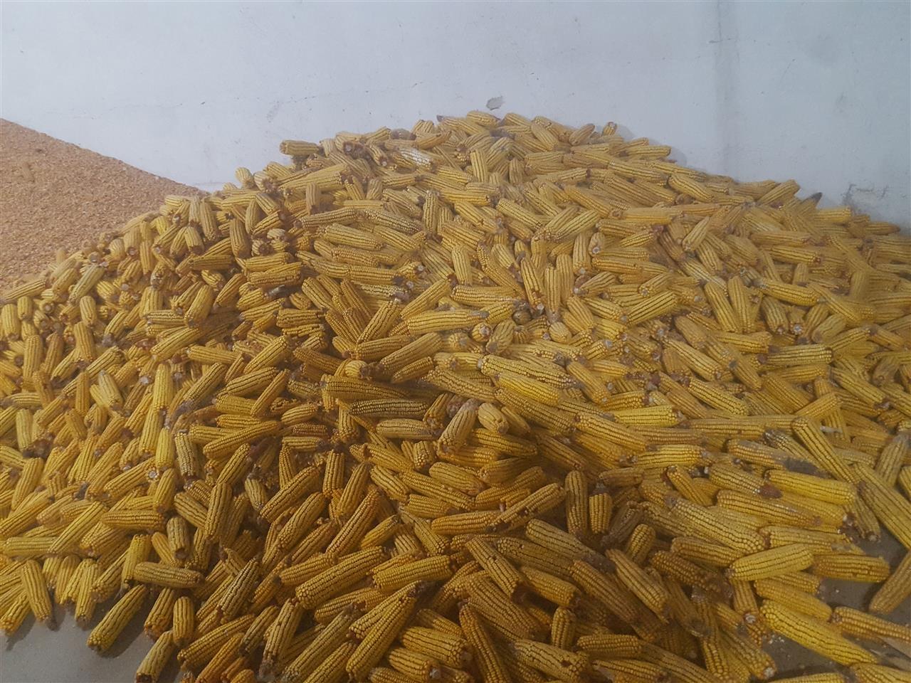 Kallamoq