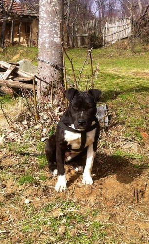 Pitbull