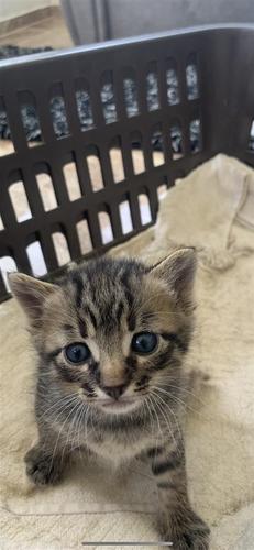 Kokrele per adoptim