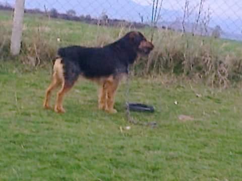 Terrier