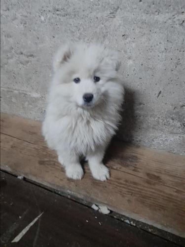 Samoyed