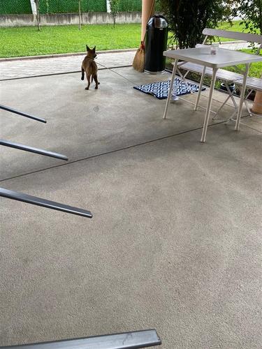 Belgian Malinois Max