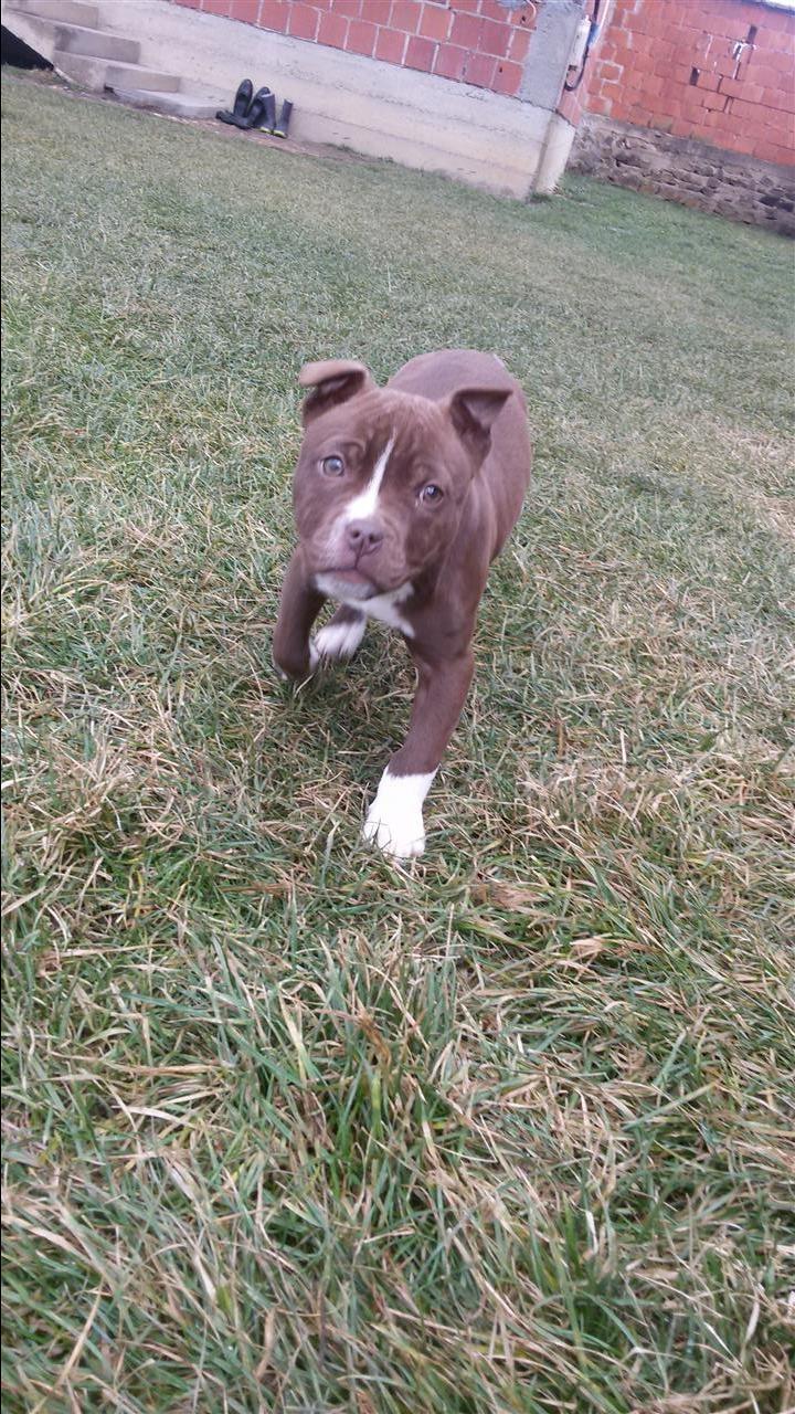 Pitbull