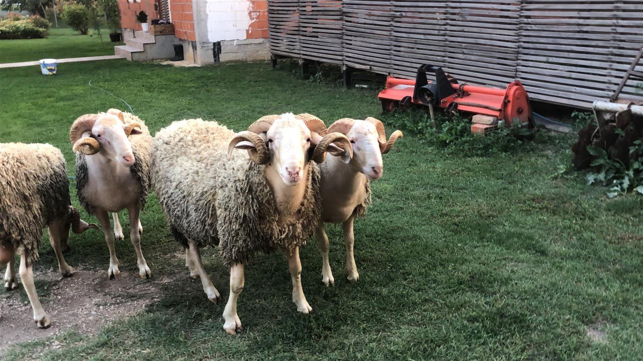 Dele