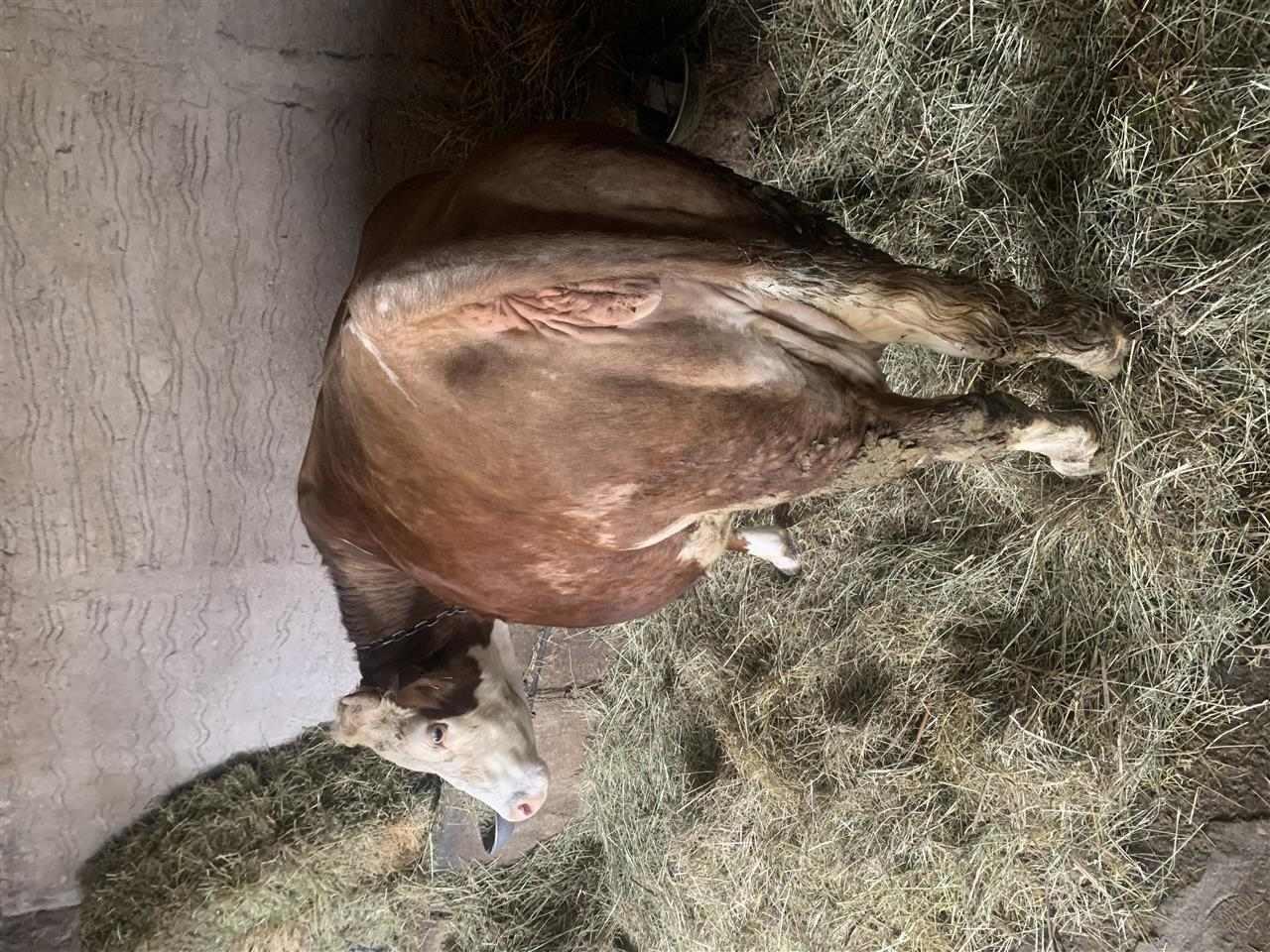 shes-lopen