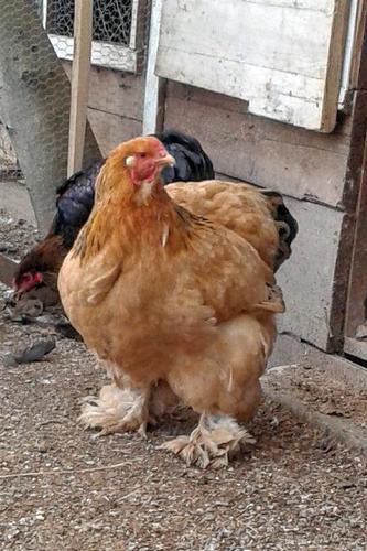 Brahma