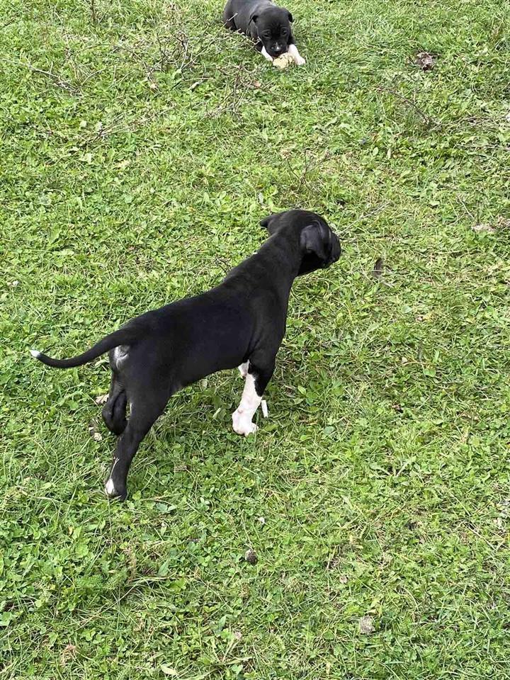 Pitbulla