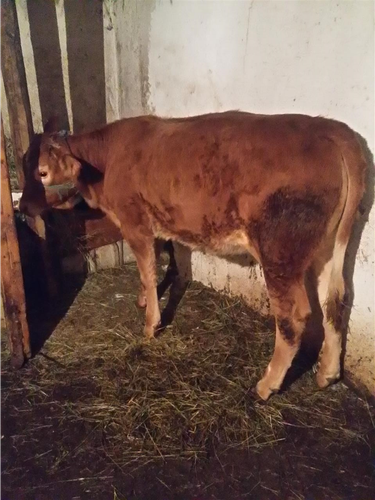 mshtjerr