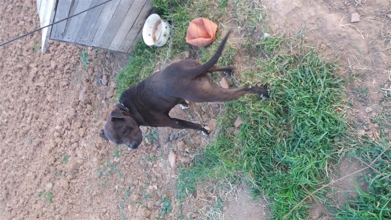 Pitbull