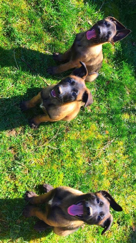 Belgian-Malinois