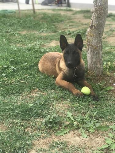 shitet belg malinois 