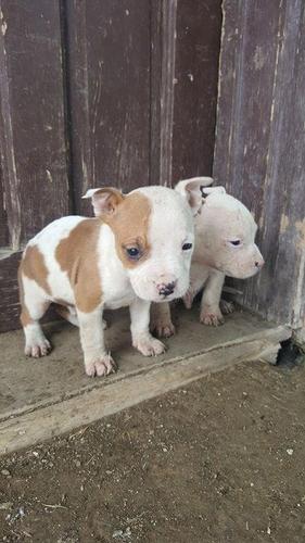 Shiten pitbullat