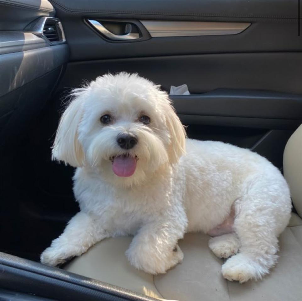 Maltezer