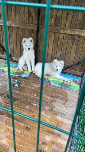Samoyed 