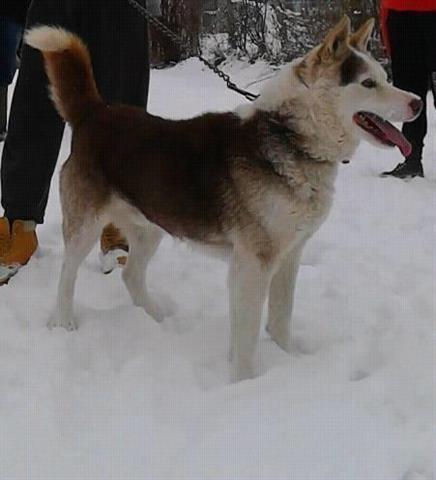 haski-