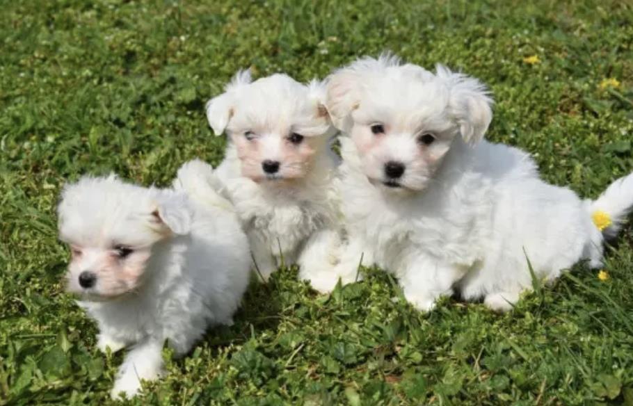 Maltese
