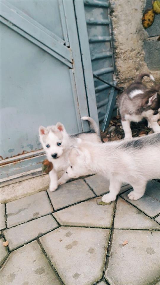 Haski