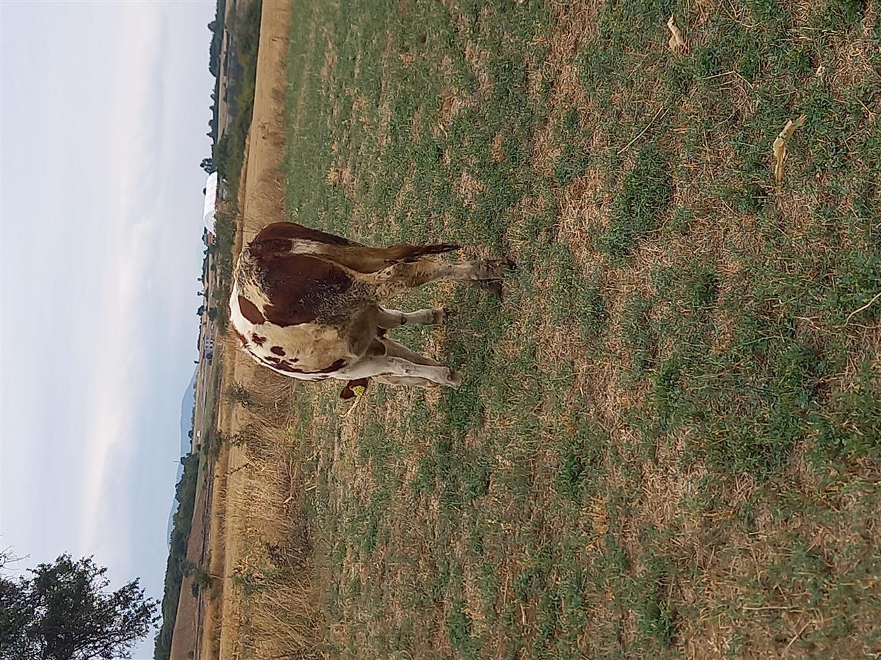 Shiet-mushtjerr