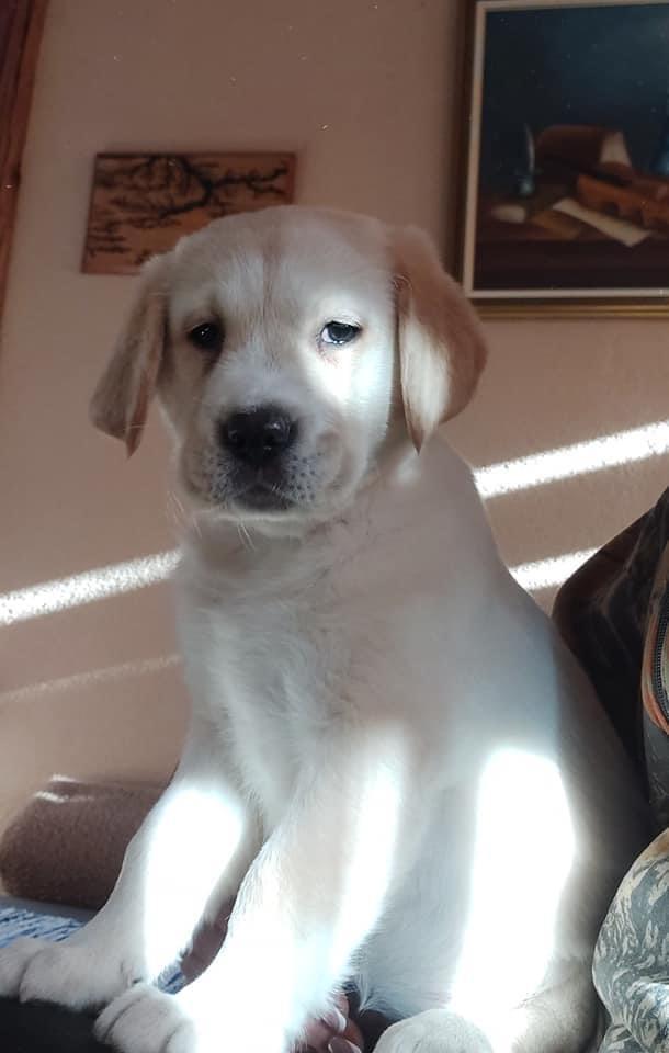 Labrador