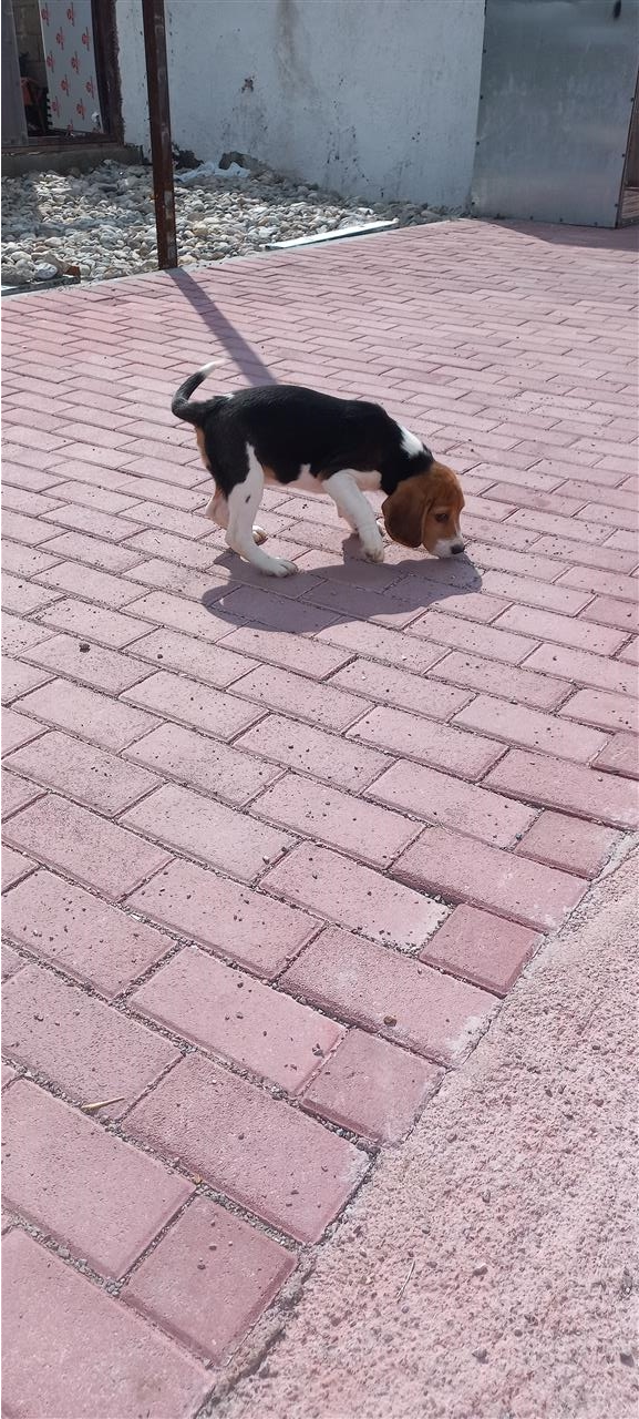 Beagle