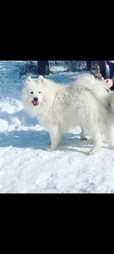 samoyed