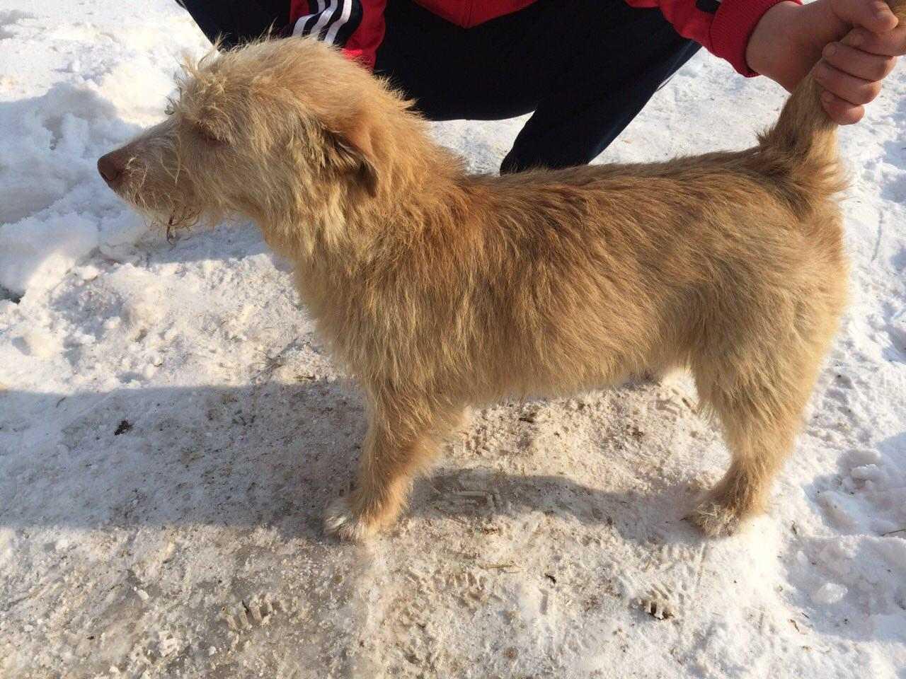 Bubi