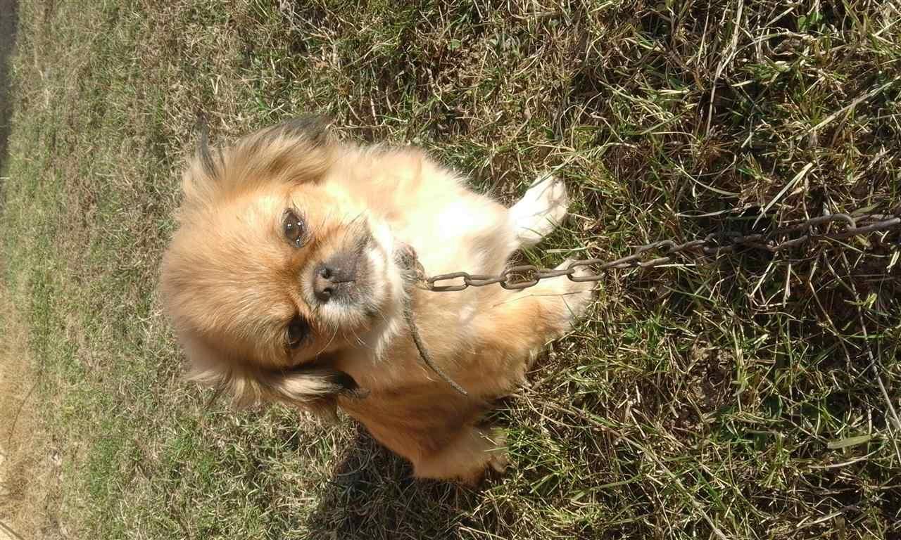 bubi