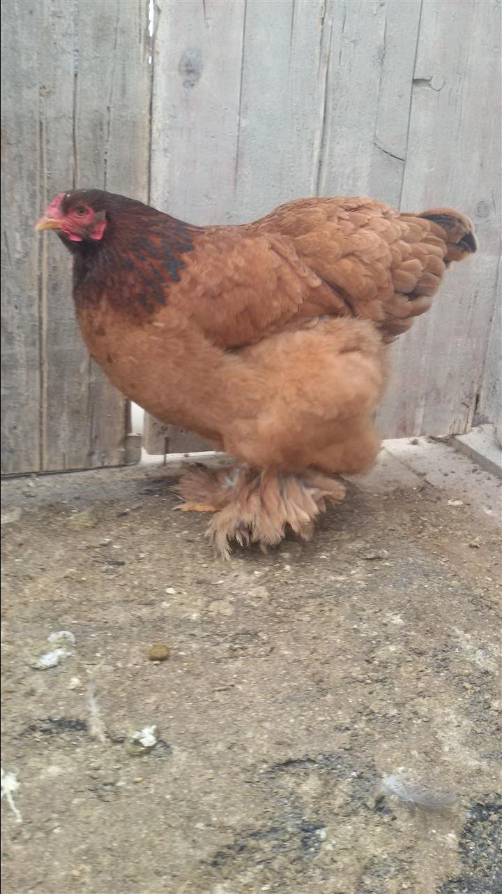 Brahma