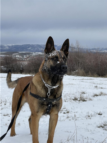 Belgian Malinois per adoptim