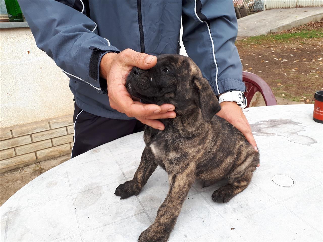 Cane-Corso-stenci