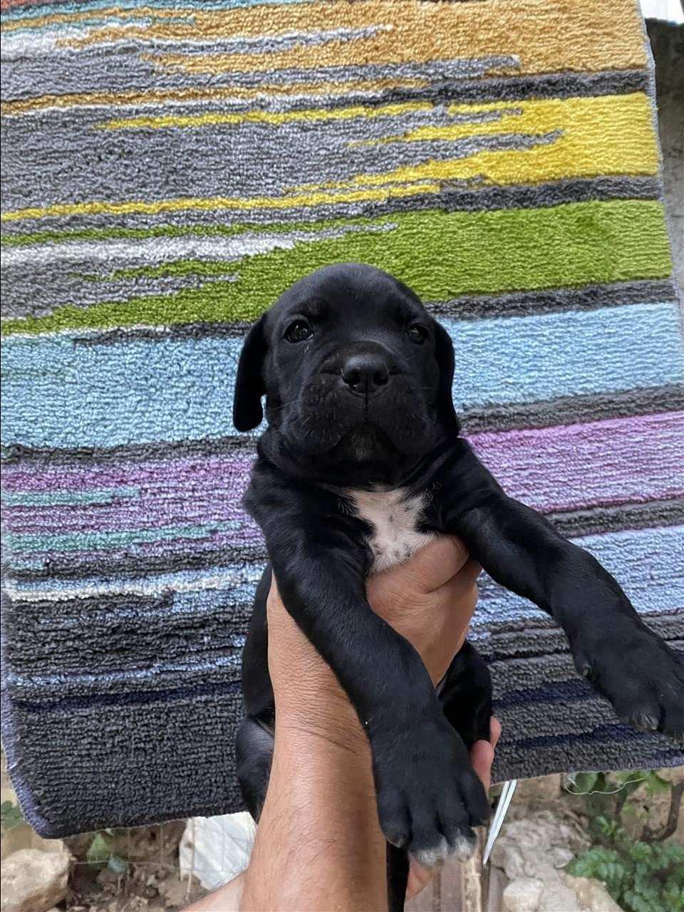 Cane-Corso