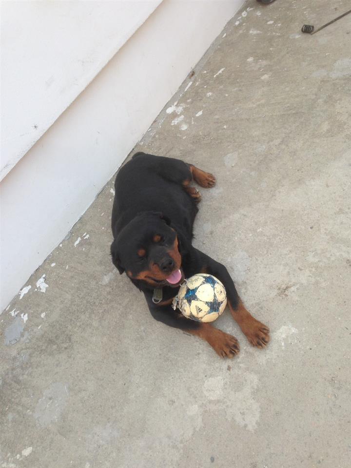 Rottweiler-