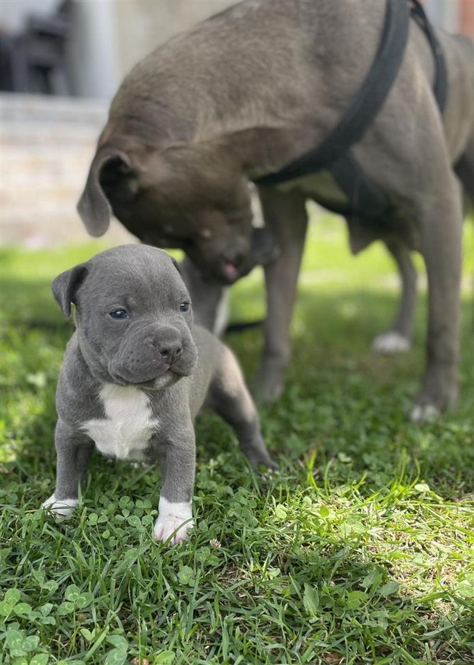 l-Blue-nose-pitbull