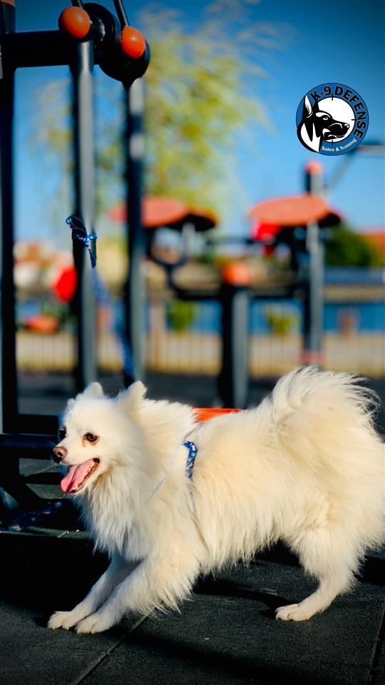 Minispitz-