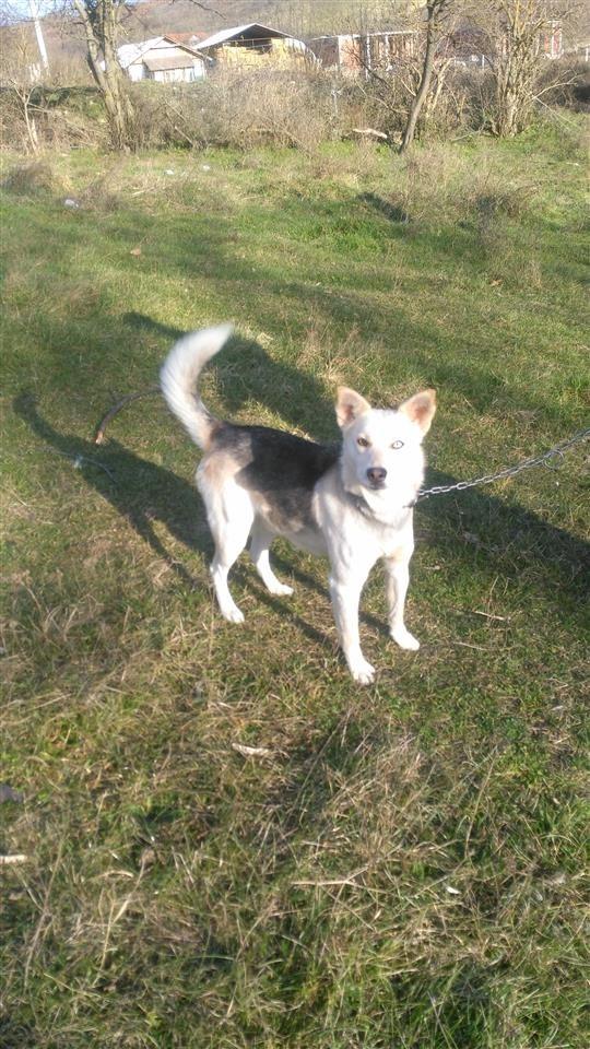 hasky