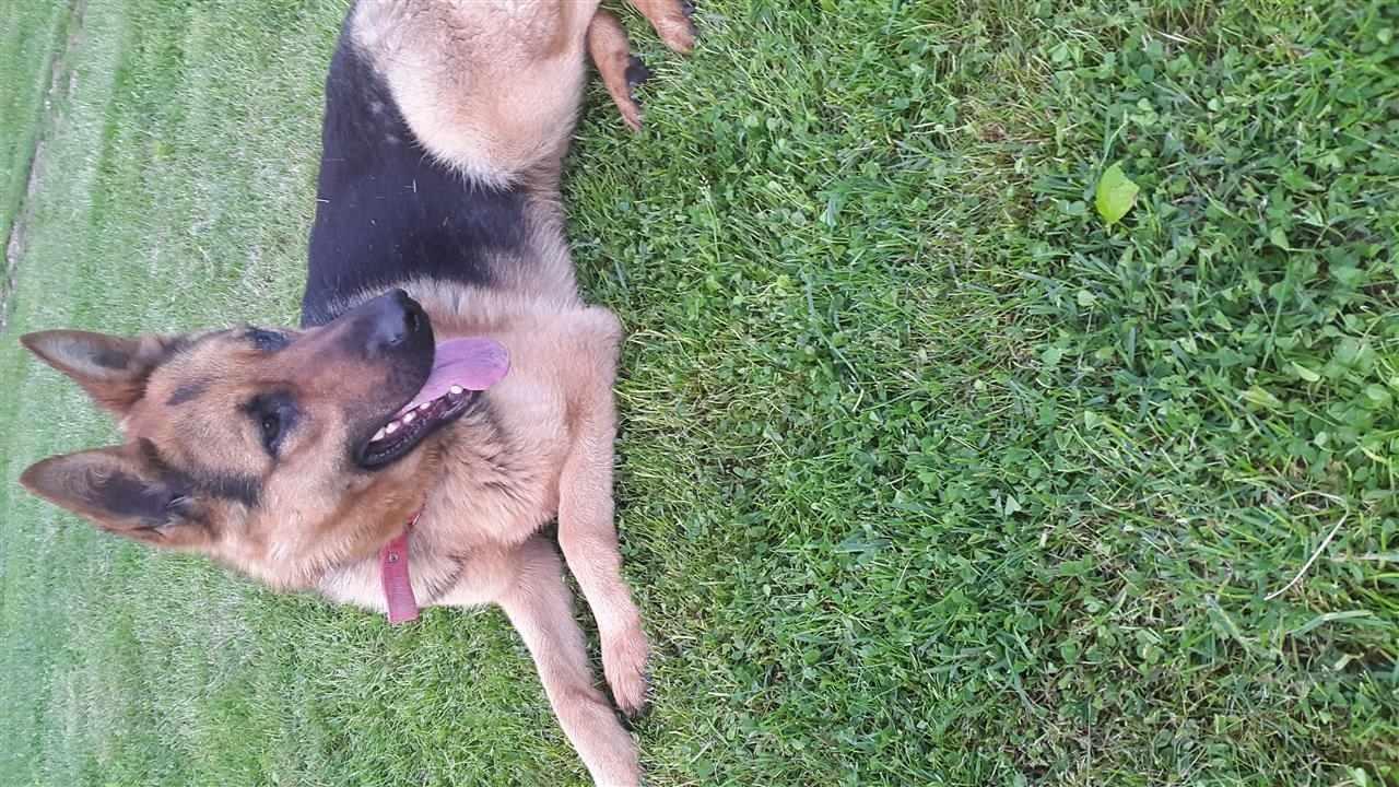 Shepherd-German