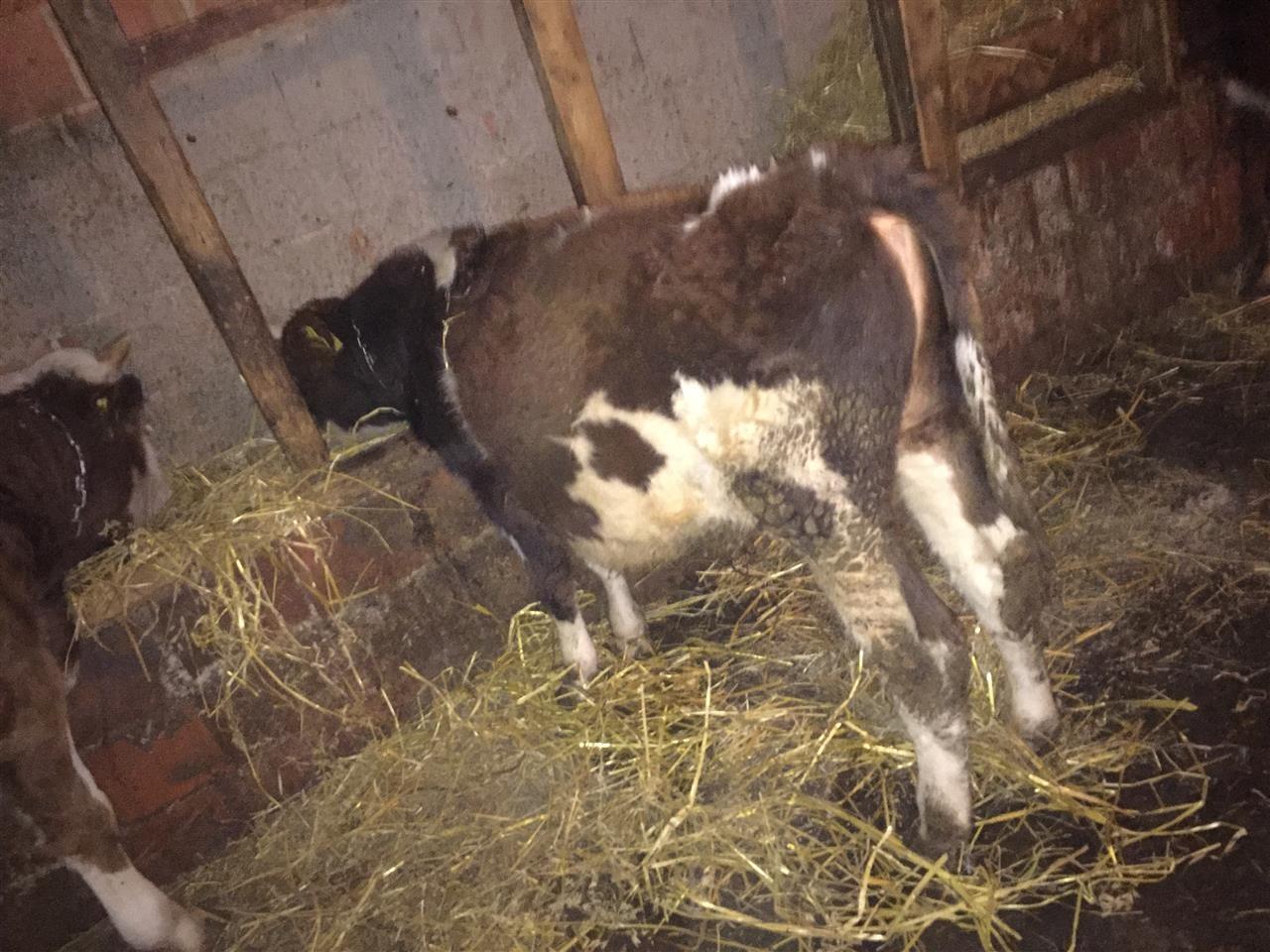 Ferm-