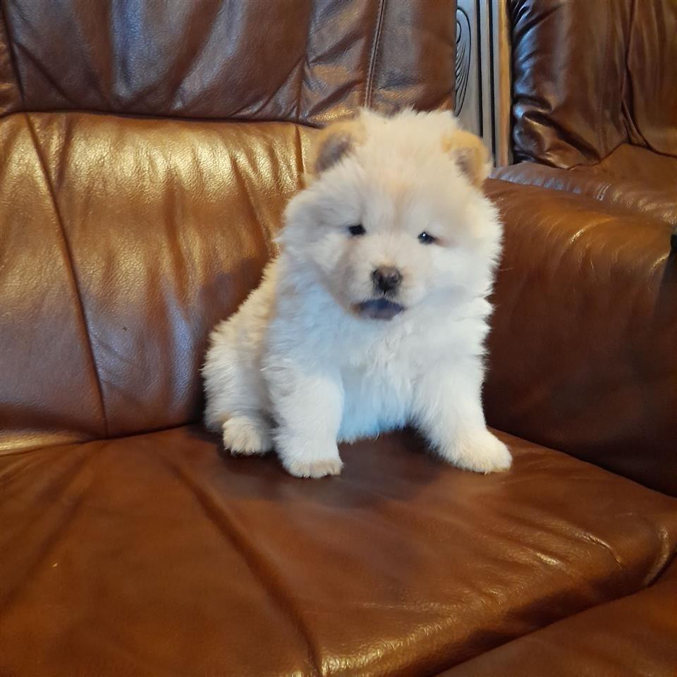 Chow-chow