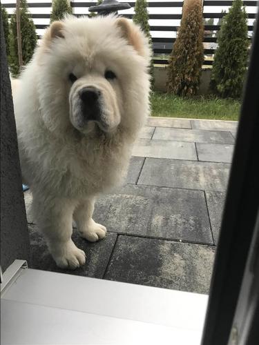 Chow chow 