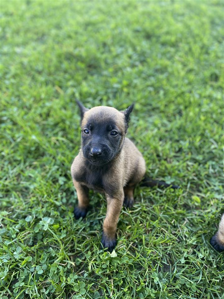 Belg-malinois