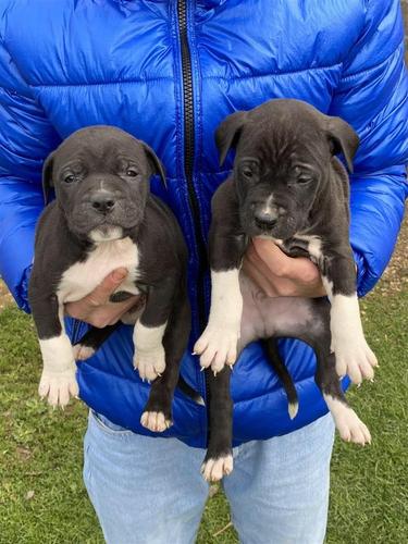 Pitbulla