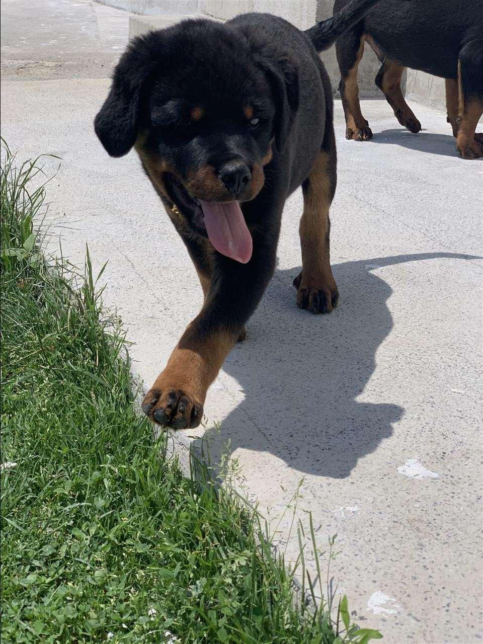 Rottweiler