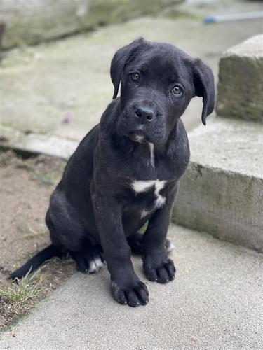 Cane Corso