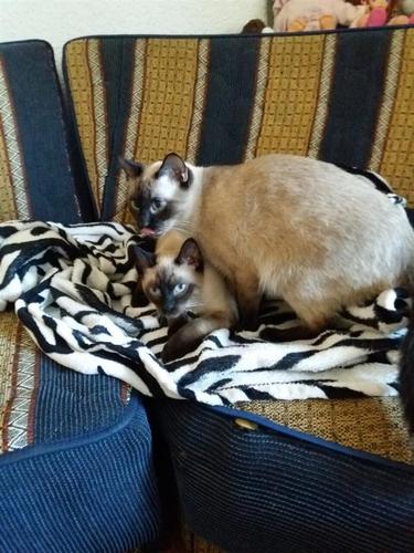 Kotele/maca