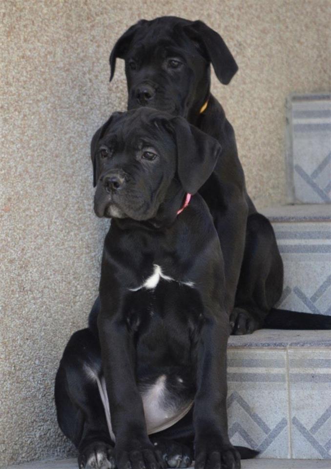 Cane-Corso-