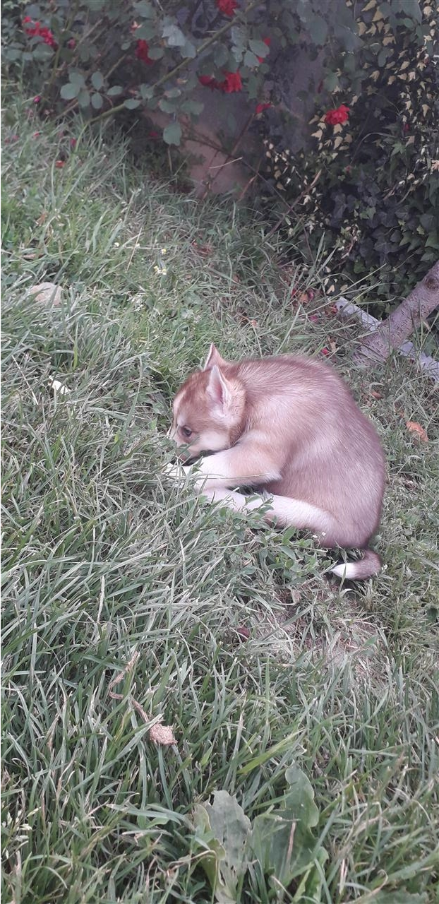 Haski
