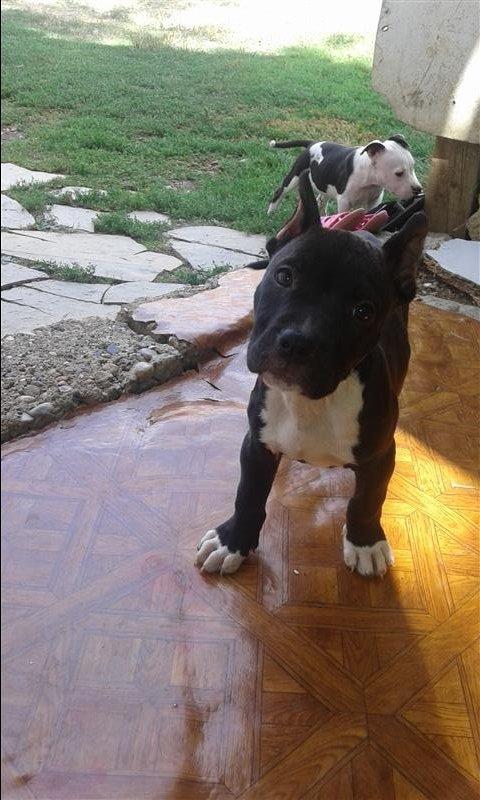 pitbull
