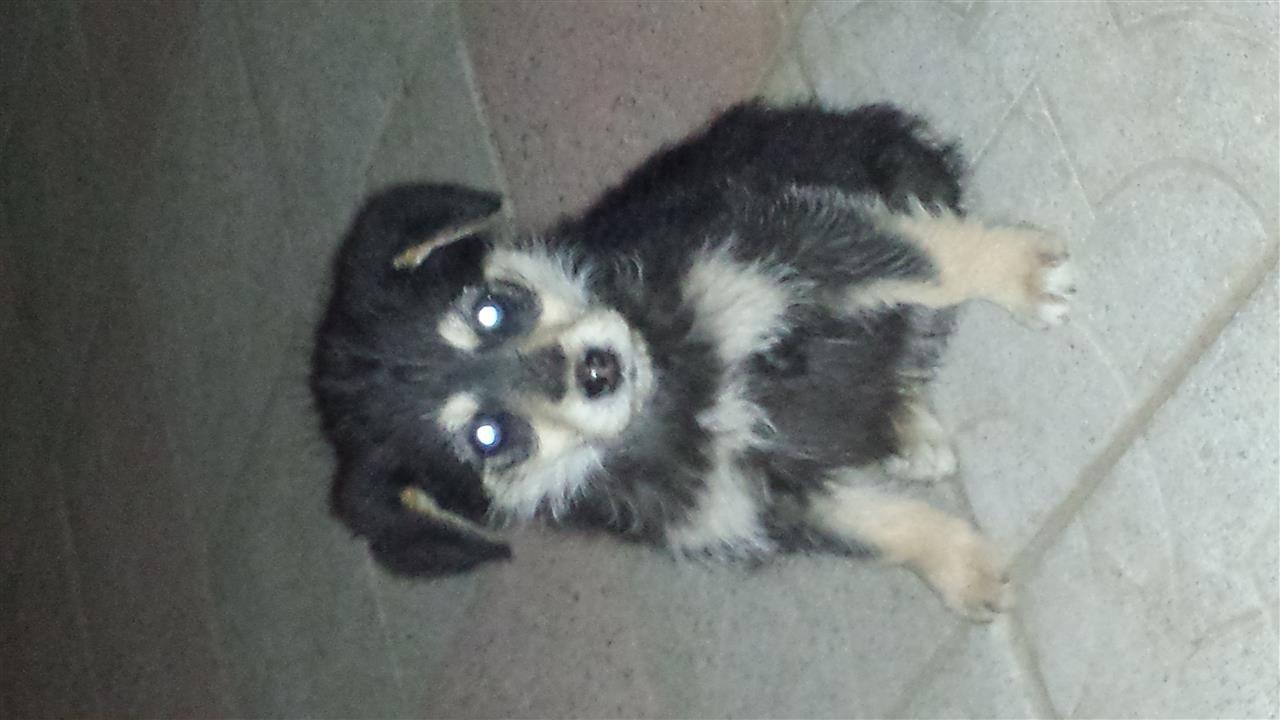 Terrier