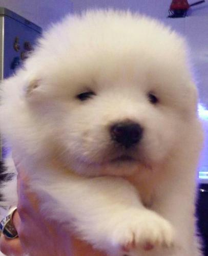 SAMOYED