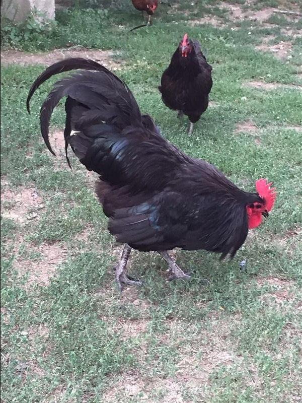 Australorp